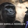 Watch This Hilarious Gorilla Recreate 80s Classic"Flashdance"